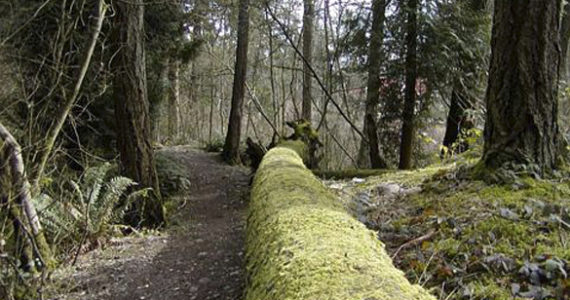 Bresemann Forest in Pierce County. (PHOTO COURTESY PIERCE COUNTY)