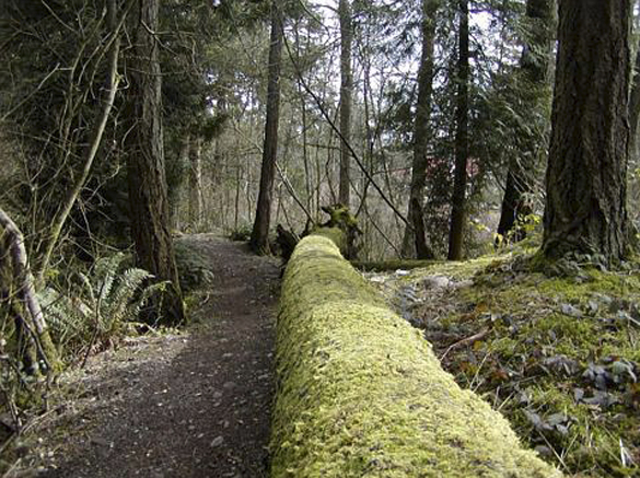 Bresemann Forest in Pierce County. (PHOTO COURTESY PIERCE COUNTY)