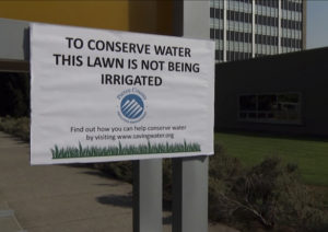 Citing drought conditions, Pierce County officials are not irrigating the lawn at the County-City Building in order to conserve water. (PHOTO COURTESY PIERCE COUNTY)