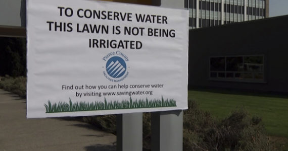 Citing drought conditions, Pierce County officials are not irrigating the lawn at the County-City Building in order to conserve water. (PHOTO COURTESY PIERCE COUNTY)