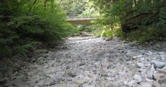 Historic low river levels, record-setting hot and dry weather, and an increased demand for water led Tacoma, Everett, and Seattle to implement the first stage of their water shortage response plans earlier this month. The extraordinary weather drained the North Fork of the Green River (pictured), according to Tacoma Water officials, and May and June were the driest in Green River Watershed history. (PHOTO COURTESY TACOMA WATER)