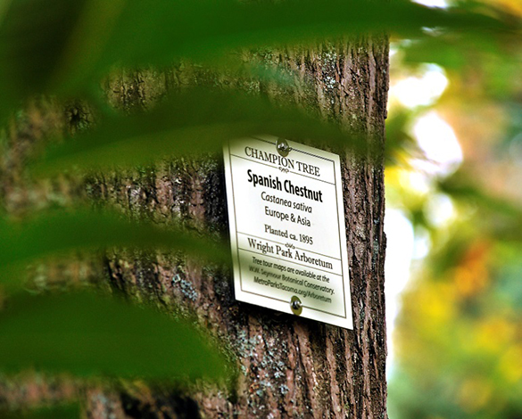 Signs highlight tree diversity in Tacoma's historic Wright Park