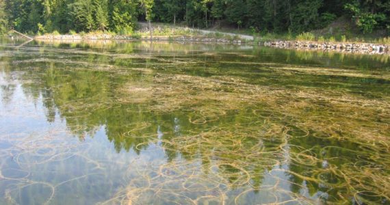 State looks to boaters for help in stopping invasive species