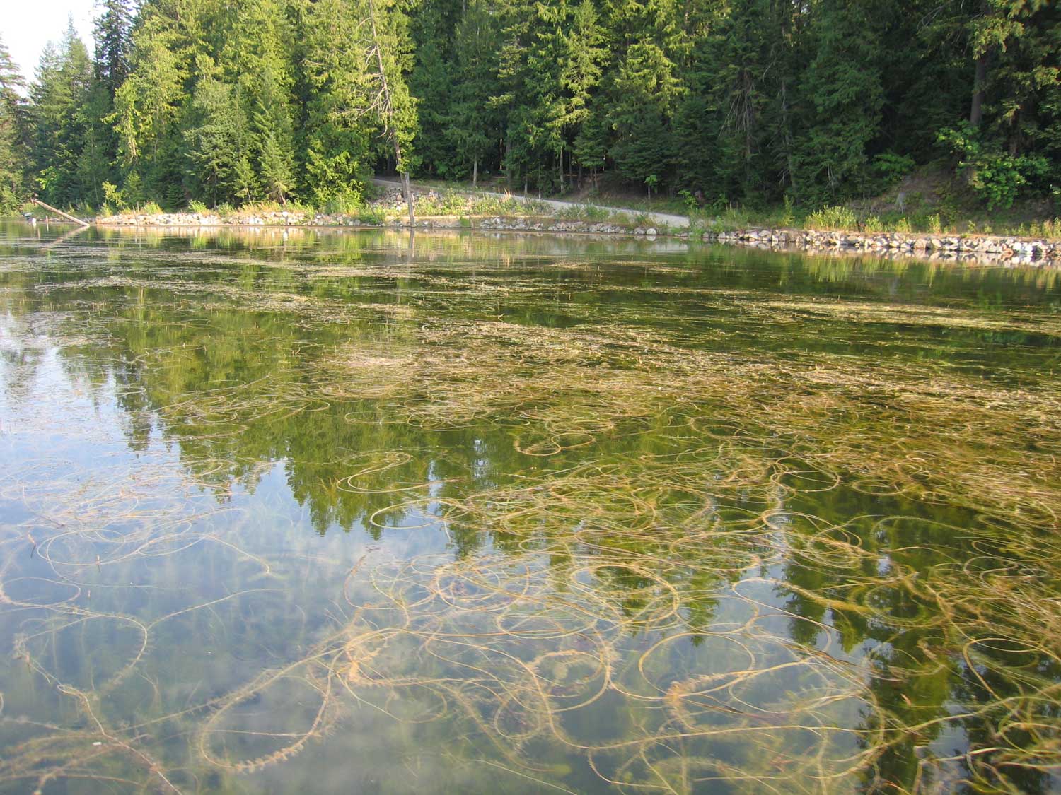 State looks to boaters for help in stopping invasive species