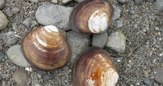 Calendar: Shellfish festival at Twanoh State Park on Hood Canal, Saturday, July 23