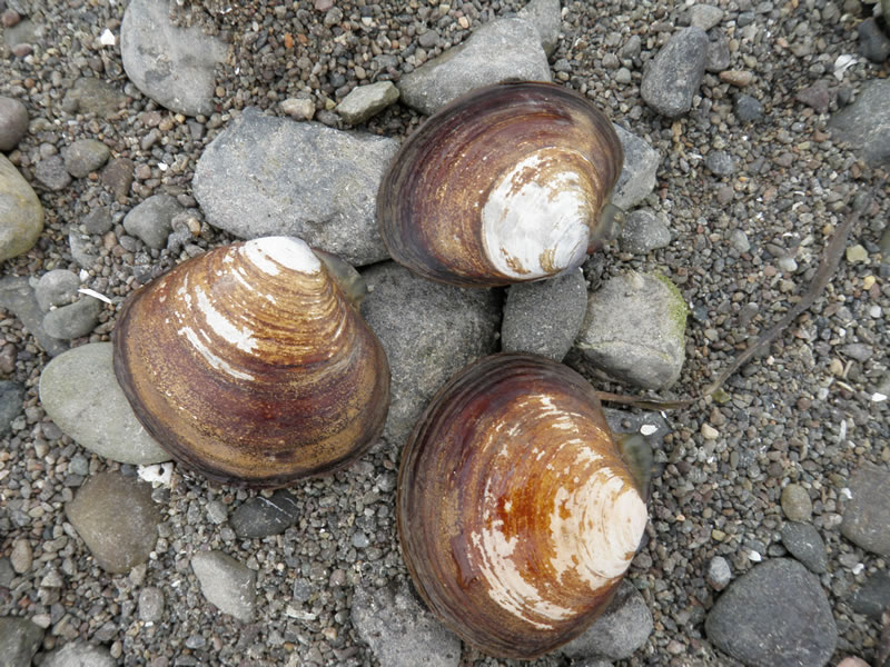 Calendar: Shellfish festival at Twanoh State Park on Hood Canal, Saturday, July 23