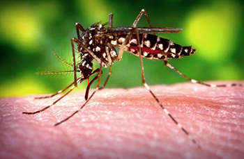 First Zika virus case confirmed in Pierce County