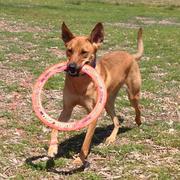 Leashes to be required for dogs at McKinley Park