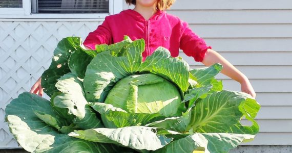 Kids Grow Green: Cashing in on Cabbages