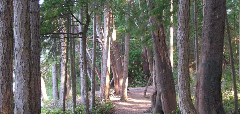 Help Plan For The Future Of Titlow Park S Shoreline Forested Areas Tacoma Daily Index