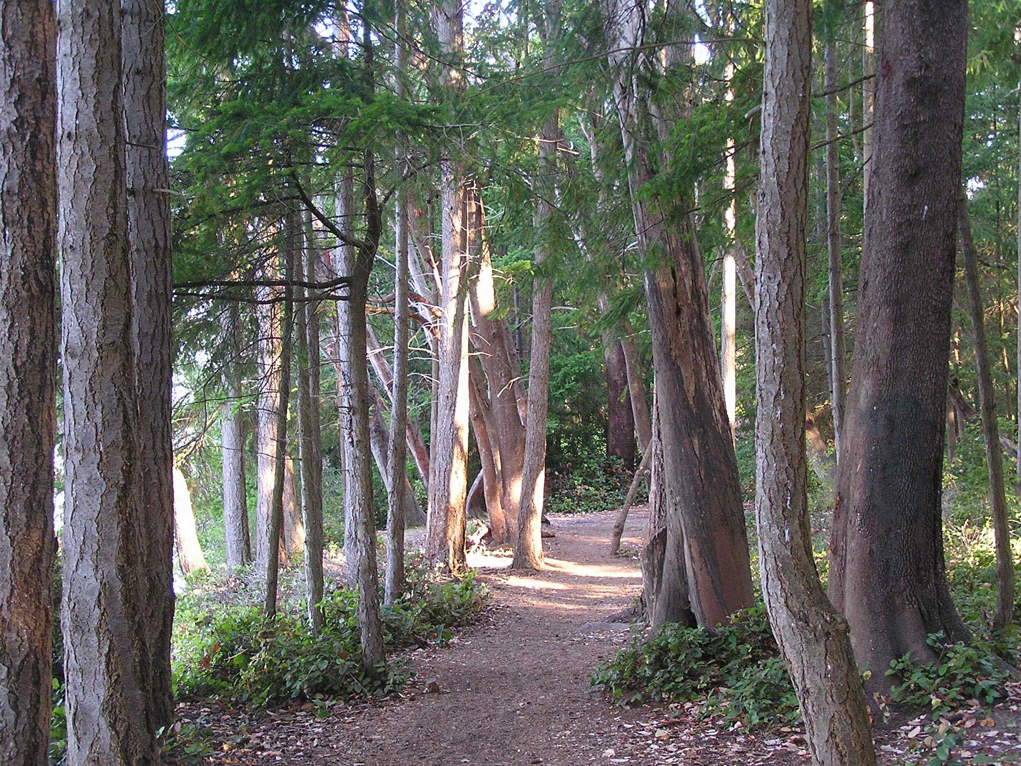 Help Plan For The Future Of Titlow Park S Shoreline Forested Areas Tacoma Daily Index