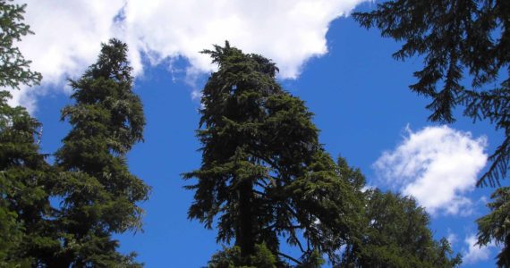 Even from the ground, looking straight up, our trees are magnificent.  Photo: Morf Morford