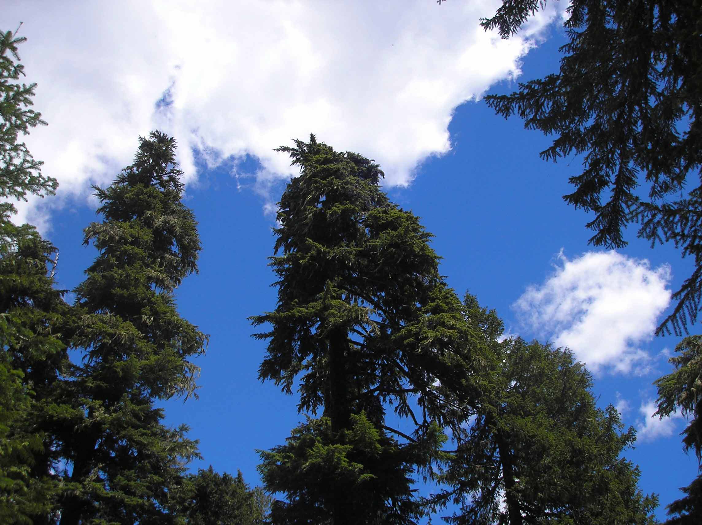 Even from the ground, looking straight up, our trees are magnificent.  Photo: Morf Morford