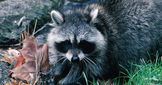 Speeding and wildlife feeding to get more attention in Pt. Defiance Park