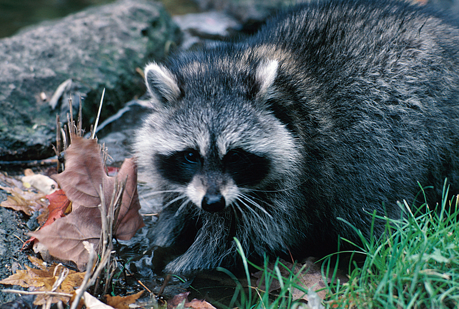 Speeding and wildlife feeding to get more attention in Pt. Defiance Park