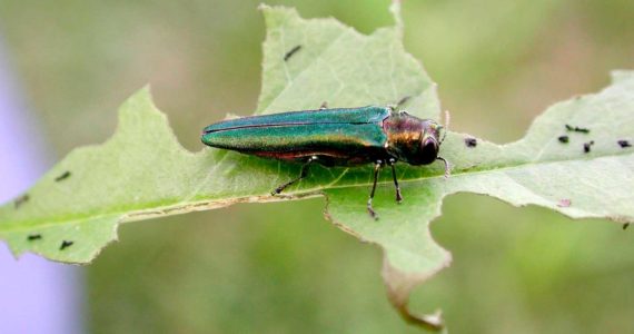 Emerald ash borer (Agrilus planipennis)Image Credit: Debbie Miller, USDA Forest Service, Bugwood.org