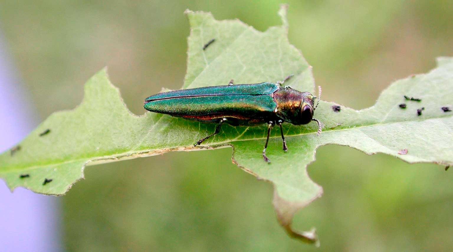 Emerald ash borer (Agrilus planipennis)Image Credit: Debbie Miller, USDA Forest Service, Bugwood.org