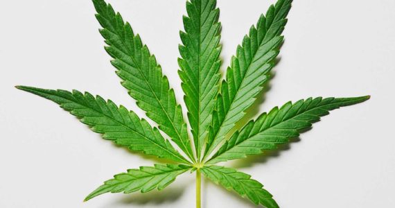 Liquor and Cannabis Board to hold public hearing on recreational marijuana home grows