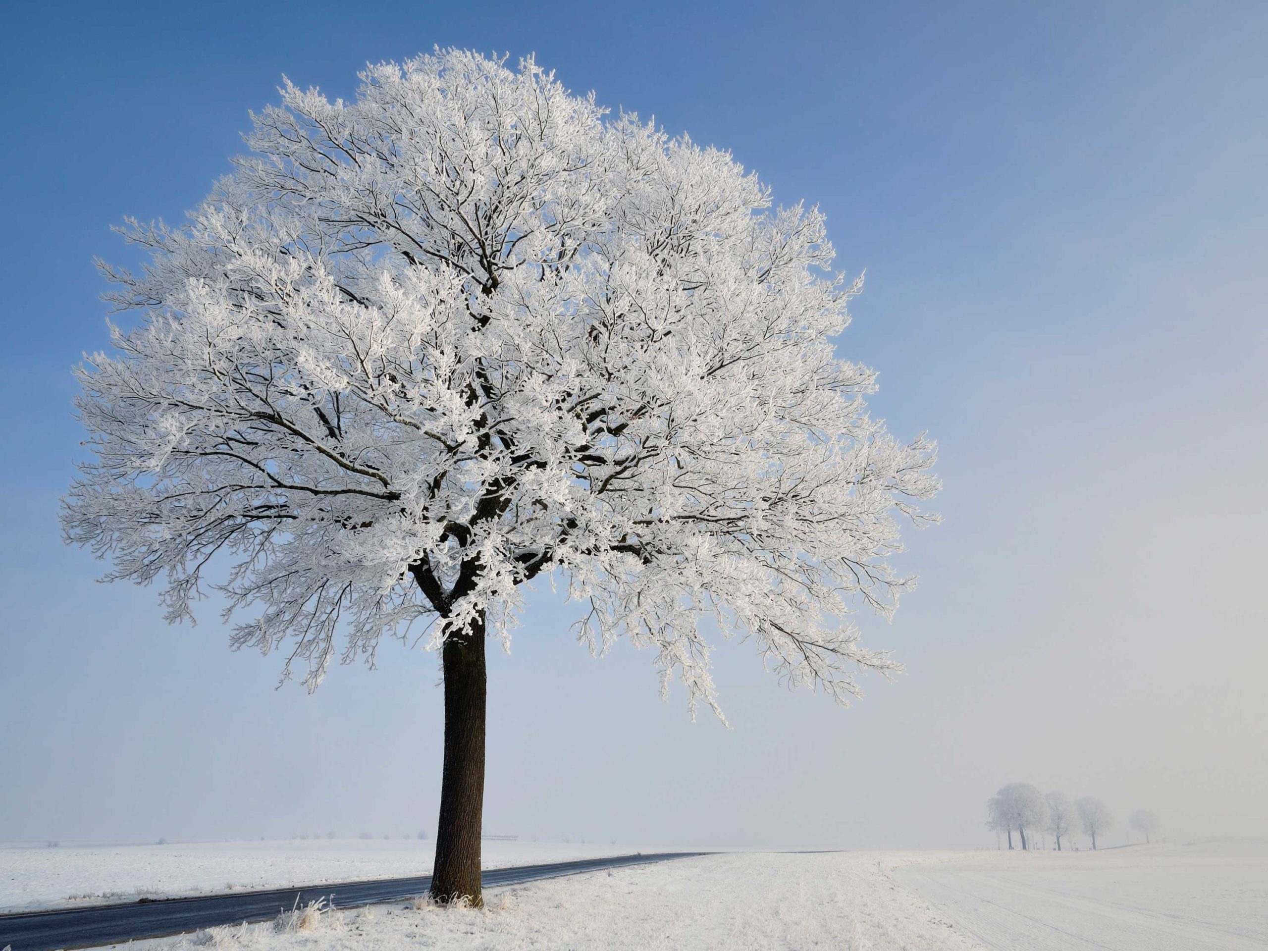 Winterfest at UPS: a celebration of winter in music and poetry— and more holiday concerts!