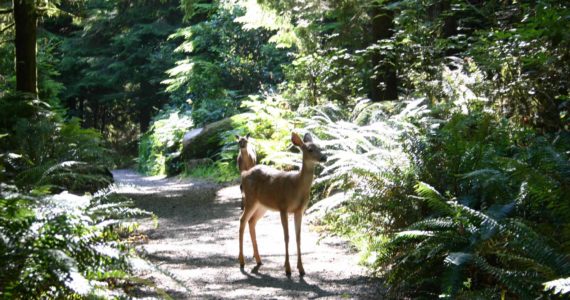 You never know who you may meet at Pt. Defiance Photo by Morf Morford