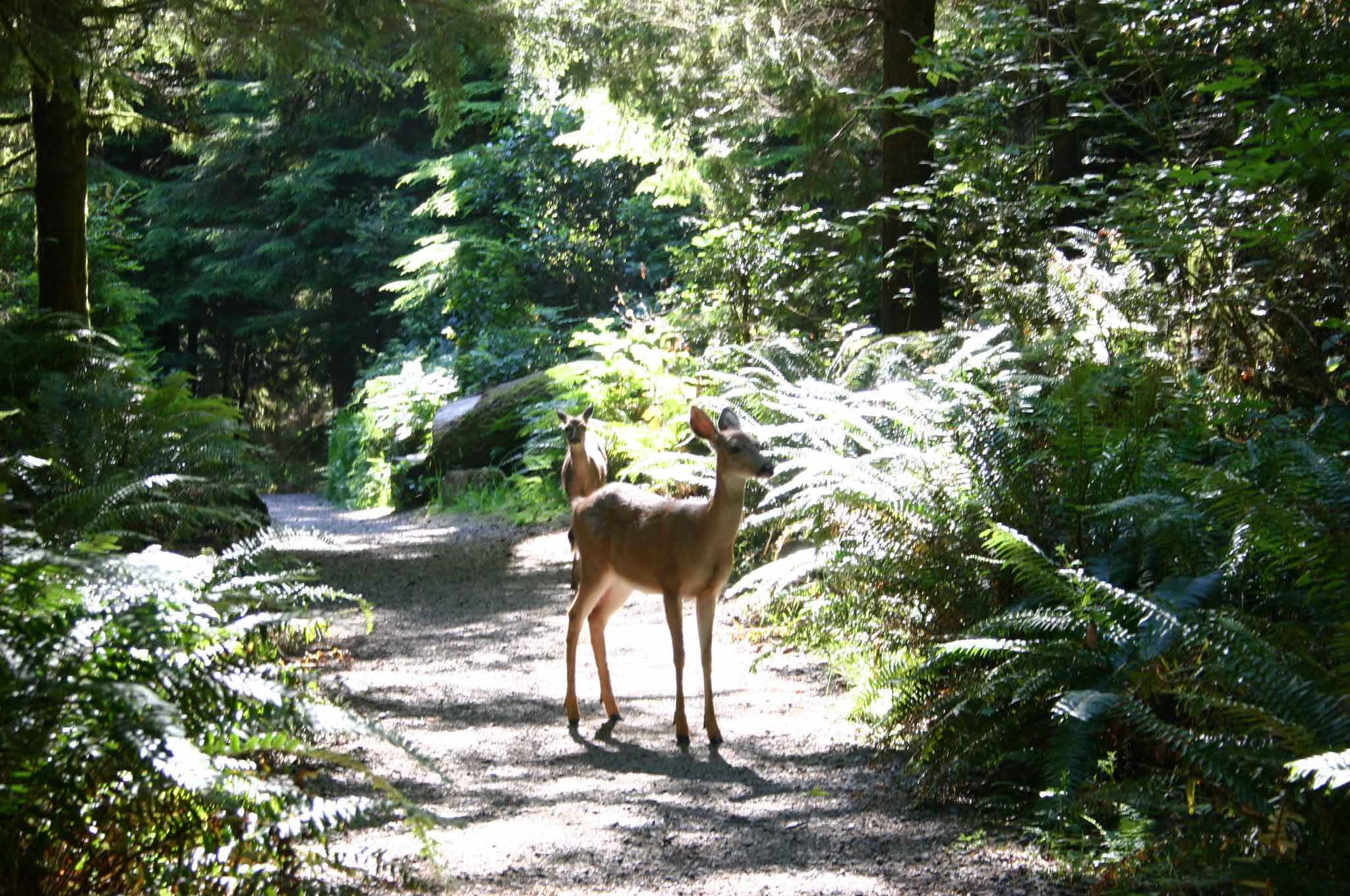 You never know who you may meet at Pt. Defiance Photo by Morf Morford