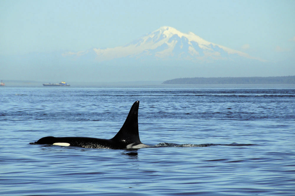 Orca Protection Act aims to protect Pacific Northwest’s iconic whales