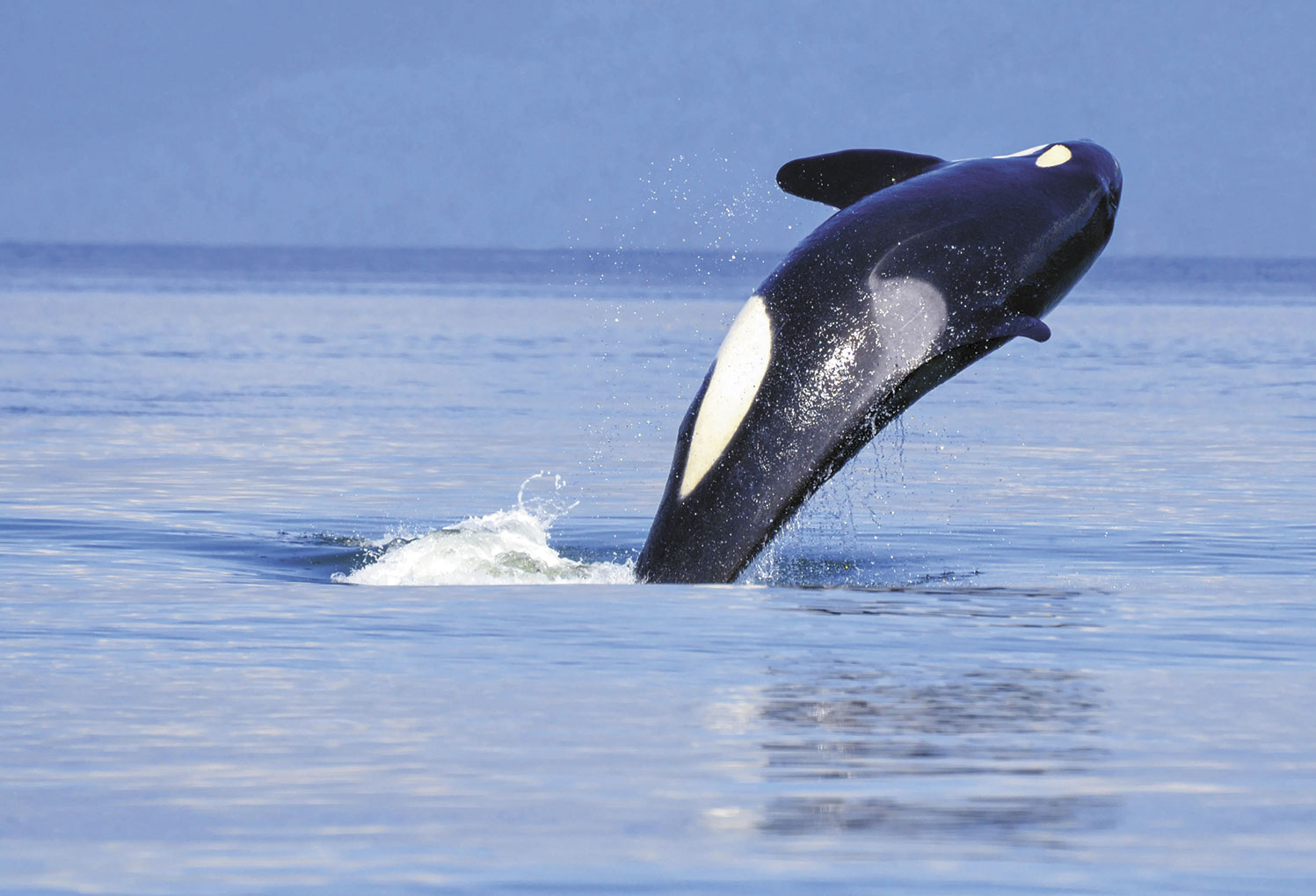 The Salish Sea is home to people, fish and our destiny