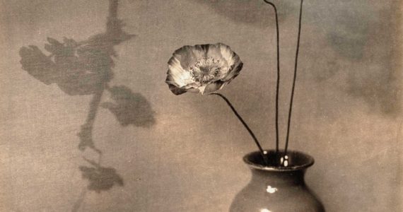 Ella McBride, A Shirley Poppy, 1925. Gelatin silver print on Textura tissue, 9½ × 7¼ inches, Private collection, Photo © TAM, photo by Lou Cuevas