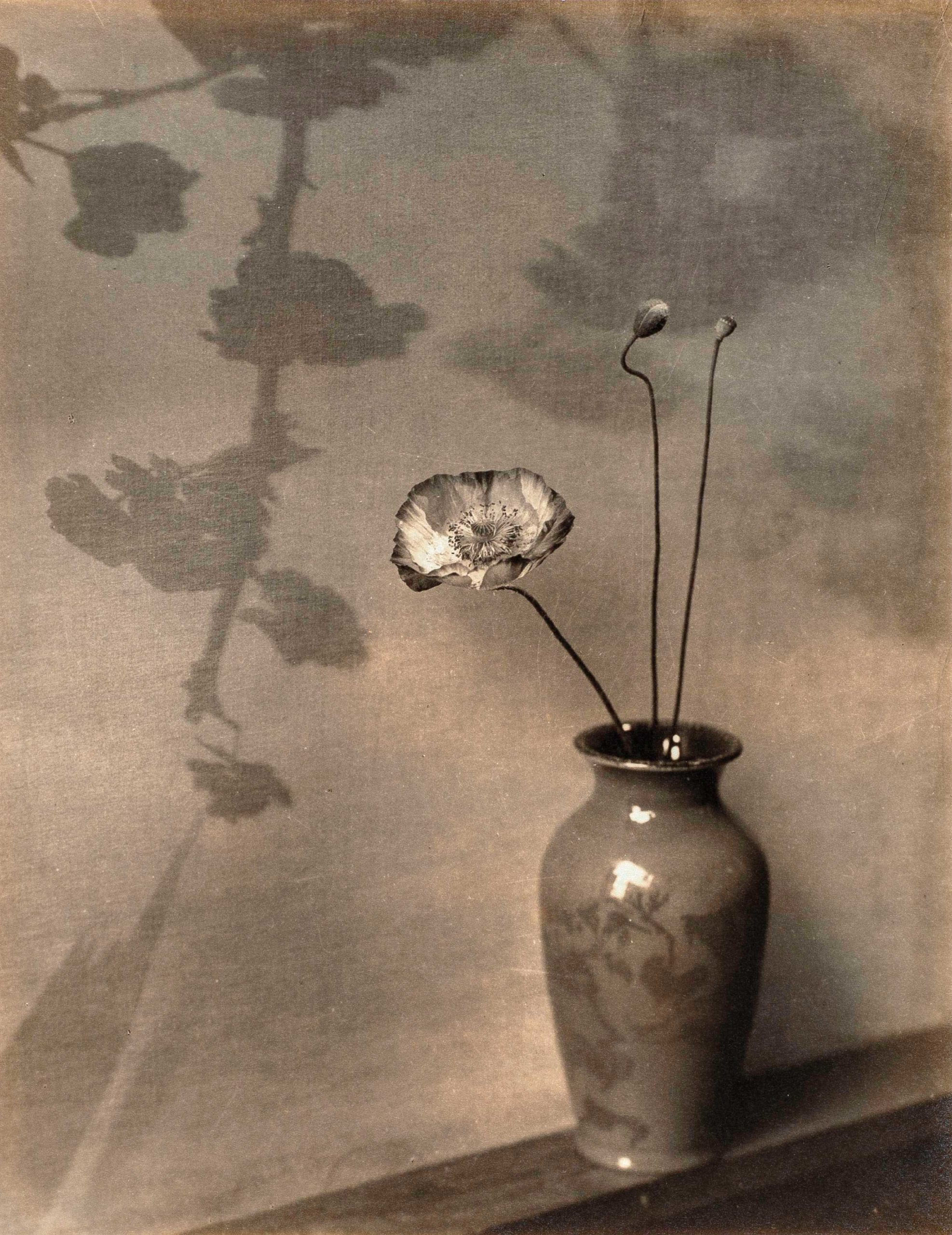 Ella McBride, A Shirley Poppy, 1925. Gelatin silver print on Textura tissue, 9½ × 7¼ inches, Private collection, Photo © TAM, photo by Lou Cuevas