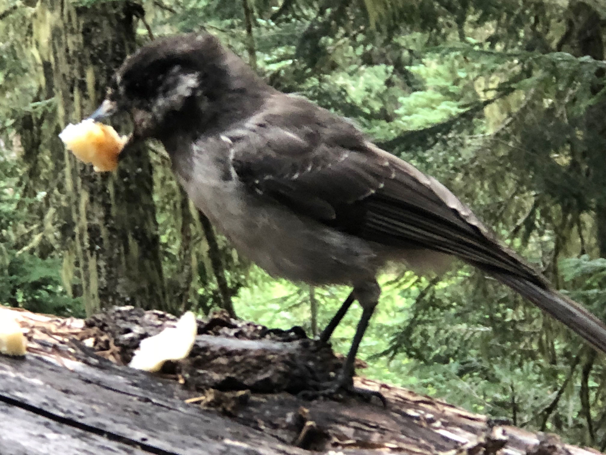 You might have more than human neighbors in a community like this. Photo: Morf Morford