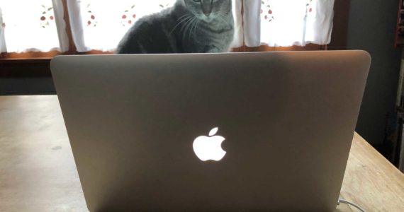 This cat on a Mac could be the next software entrepreneur. Photo: Morf Morford
