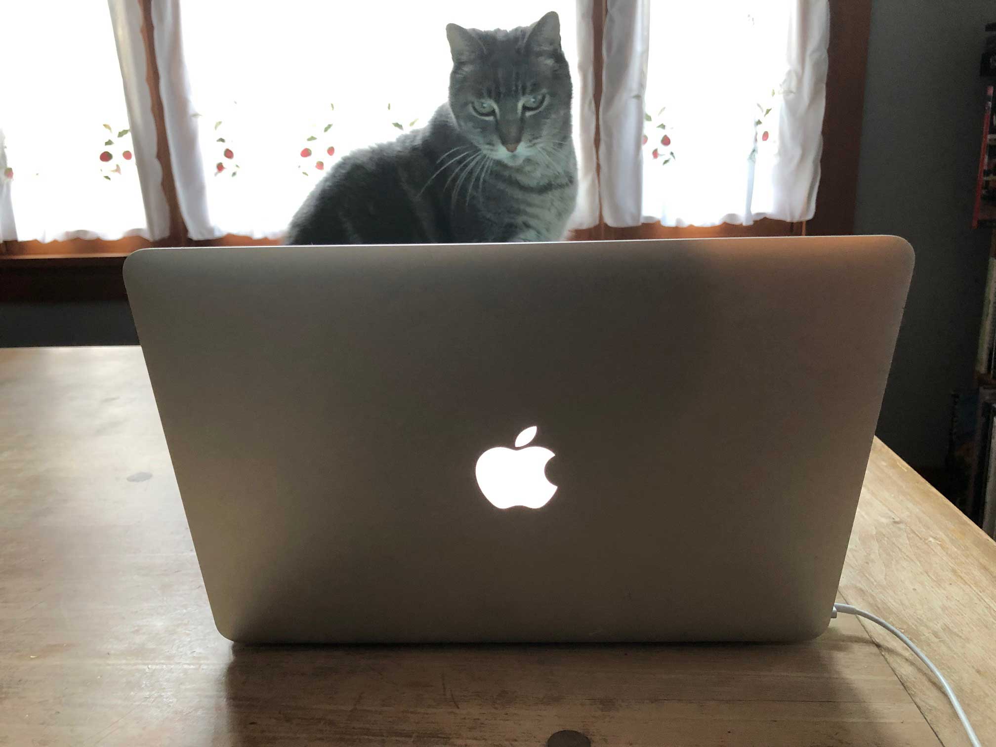 This cat on a Mac could be the next software entrepreneur. Photo: Morf Morford