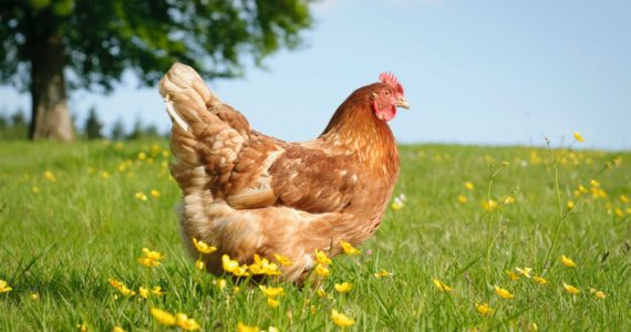 Keeping backyard fowl is becoming more popular, but give your birds plenty of  space.