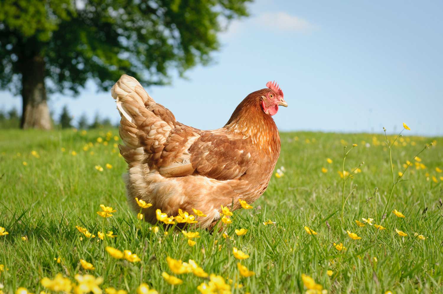 Keeping backyard fowl is becoming more popular, but give your birds plenty of  space.