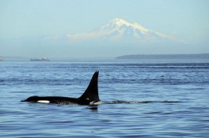 How protecting orcas starts with tech
