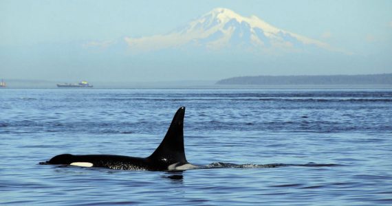 How protecting orcas starts with tech