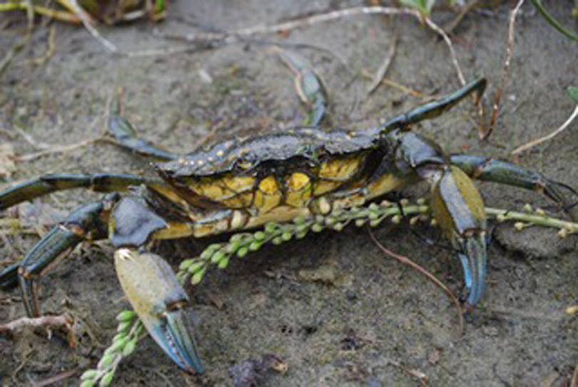 Green crab; Image courtesy Washington Sea Grant