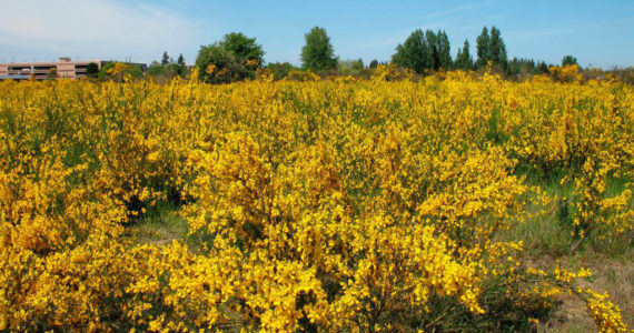 A field of Scotch broom, Image courtesy Washington State Noxious Weed Control Board