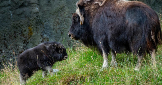 Muskox calf Trebek with mom Charlotte; Photo by Katie Cotterill, courtesy Point Defiance Zoo & Aquarium