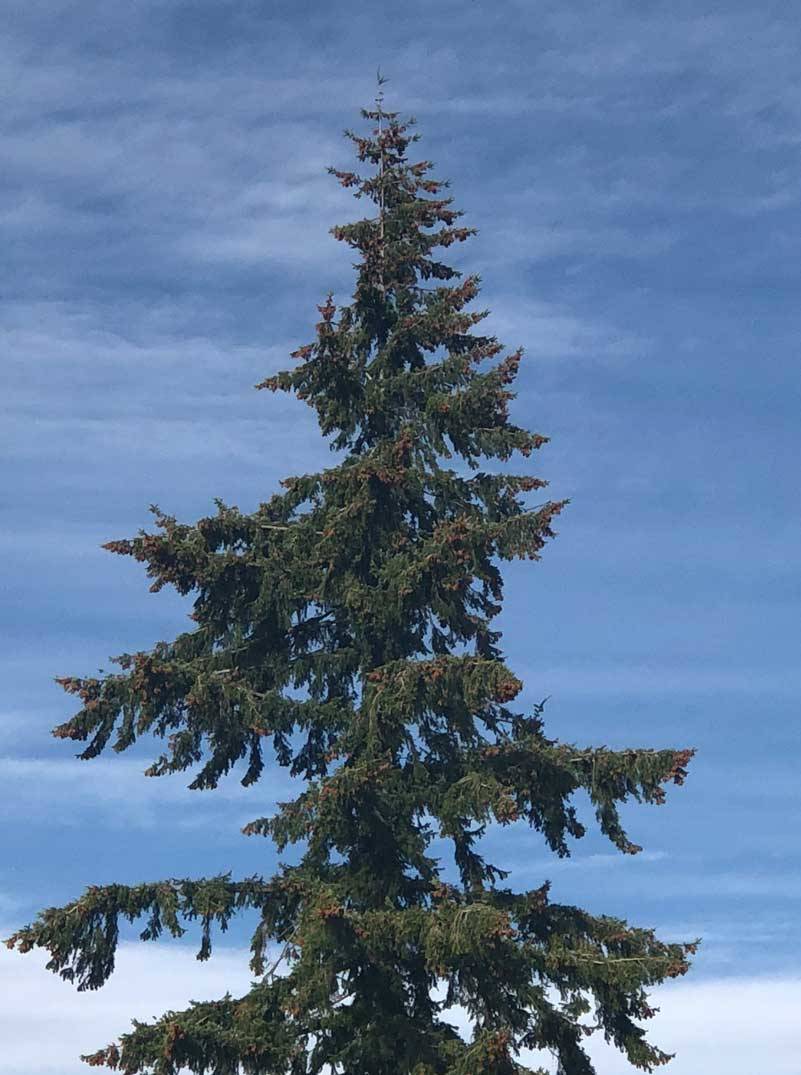 Trees fill our yards, our horizons, our economy, our history and our local lore. We depend on them for our basic sustenance from timber to shade to oxygen. (Photo by Morf Morford)