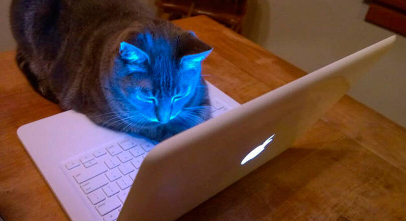 Even cats sometimes need reminders that there is life beyond the screen. (Photo by Morf Morford)