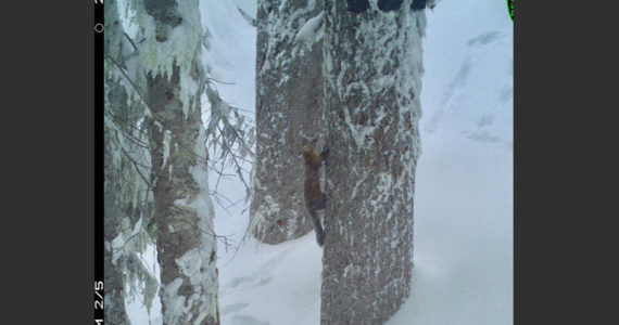 A Pacific marten ascending a tree, captured by a motion-triggered wildlife camera, marking the first time the species has been recorded by a camera survey in Olympic National Forest. (Image courtesy Woodland Park Zoo and Olympic National Forest)