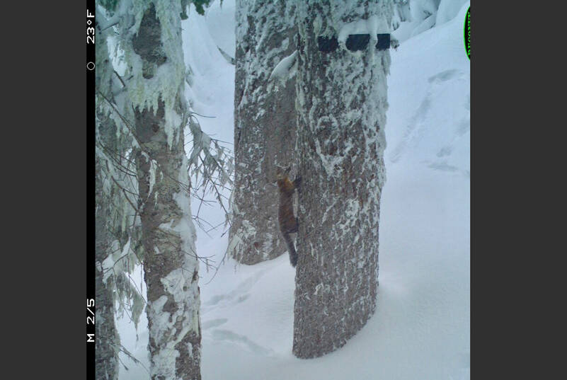 A Pacific marten ascending a tree, captured by a motion-triggered wildlife camera, marking the first time the species has been recorded by a camera survey in Olympic National Forest. (Image courtesy Woodland Park Zoo and Olympic National Forest)