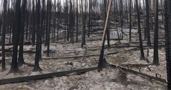 A few weeks ago a hike in eastern Washington took me through this stretch of burned out forest. The white on the ground is not frost. It is a several inch thick layer of compressed ash from a fire in August of 2021. (Photo by Morf Morford)