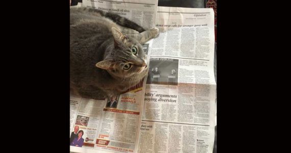 If you ever wondered what cats do during the day, I caught this one reading about all the reasons to be thankful to be a cat. (Photo by Morf Morford)