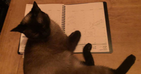 If you’ve ever wondered how cats get so much done and stay on task, the smartest ones use old-fashioned planning books. (Photo by Morf Morford)