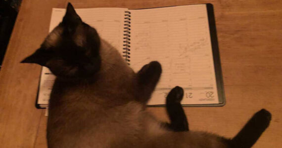 Even cats know that after tail-chasing for a while, it’s time to get to work. (Photo by Morf Morford)