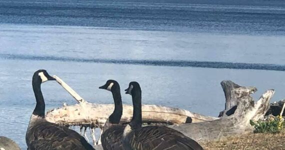 From geese to cranes and everyone between, we all share this world. We take care of it to the benefit of every one of us. (Photo by Morf Morford)