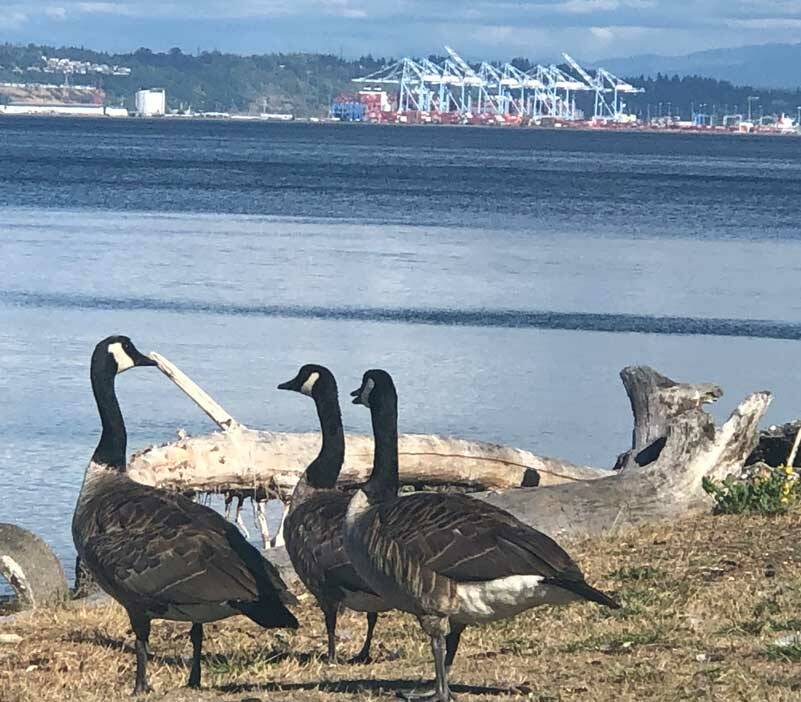 From geese to cranes and everyone between, we all share this world. We take care of it to the benefit of every one of us. (Photo by Morf Morford)