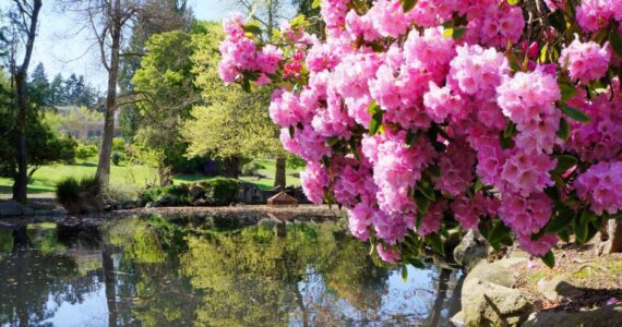 Point Defiance park in Tacoma, WA. USA. Pink rhododendron near pond.